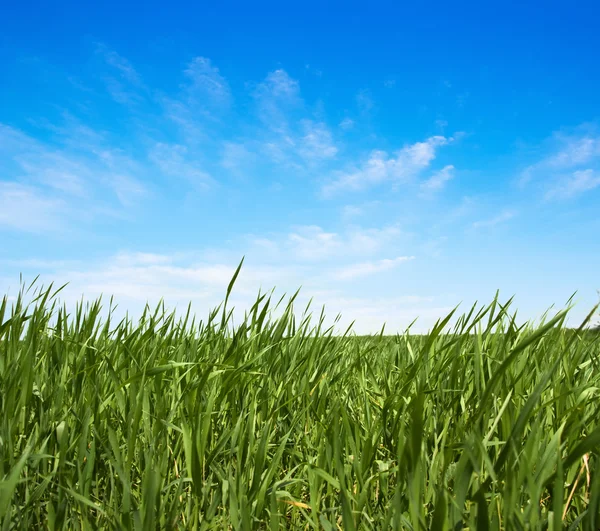 Grüne Wiese — Stockfoto