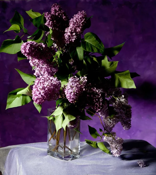 Bouquet of  purple Lilac — Stock Photo, Image