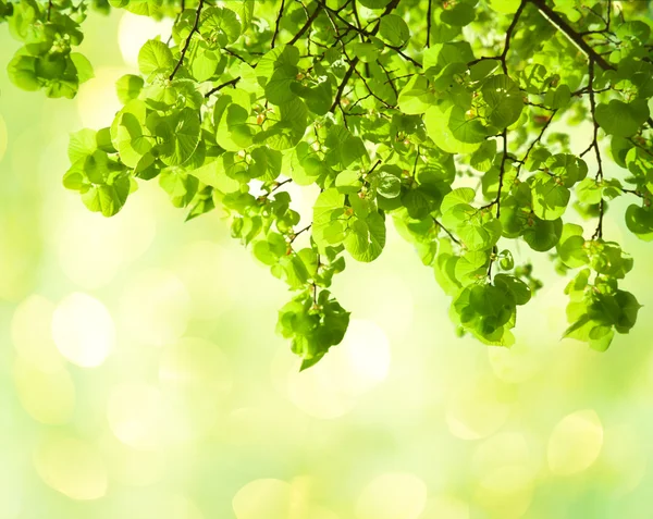 Verse bladeren van tilia in een tuin. — Stockfoto