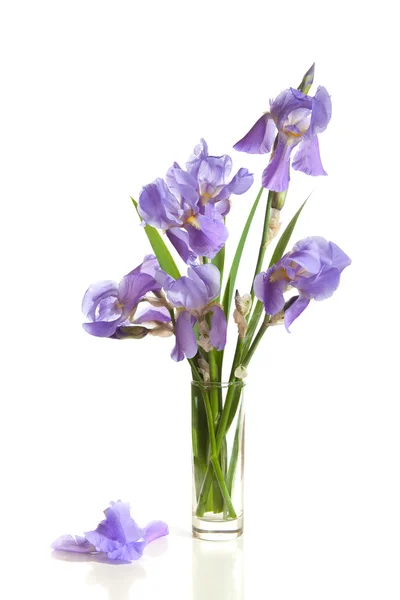 Strauß lila Schwertlilien — Stockfoto