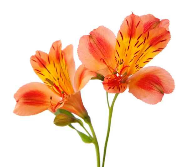 Alstroemeria blommor — Stockfoto