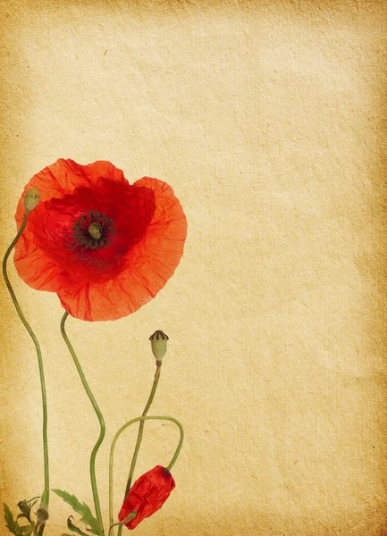 Papiertexturen mit Mohn — Stockfoto