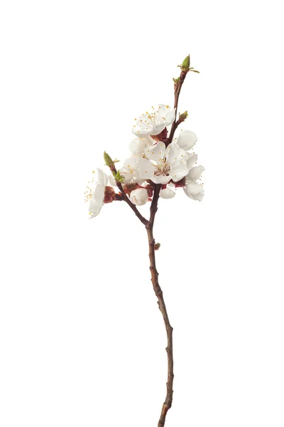 Aprikos i blossom — Stockfoto