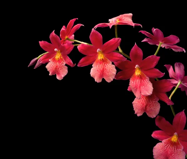 Orquídea vermelha — Fotografia de Stock