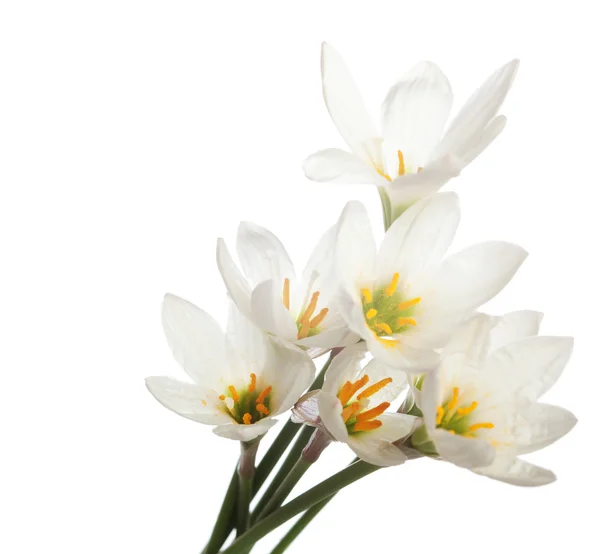 Lilies — Stock Photo, Image