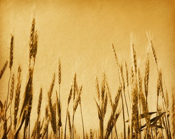Field of wheat. — Stock Photo, Image