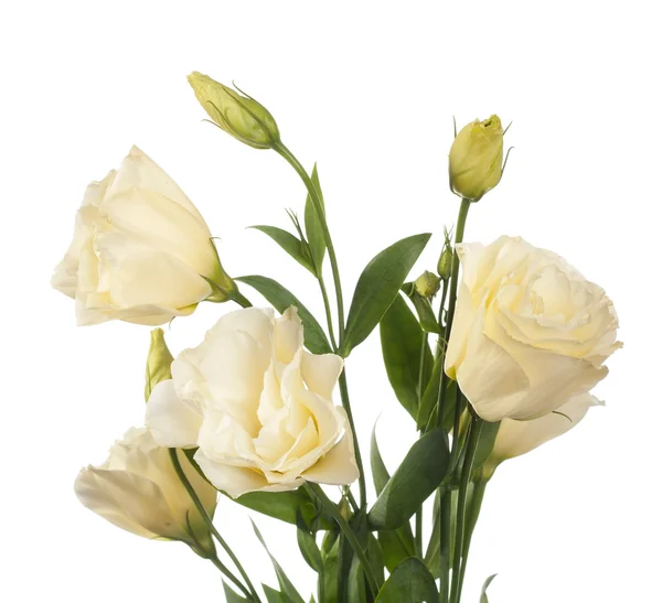 Bleke bloemen — Stockfoto