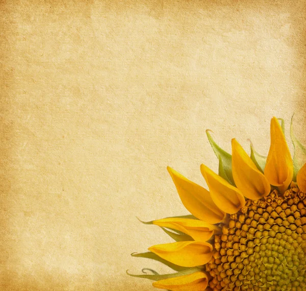 Texture de papier vieilli avec tournesol — Photo