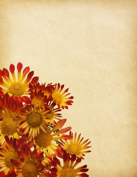 Chrysant — Stockfoto