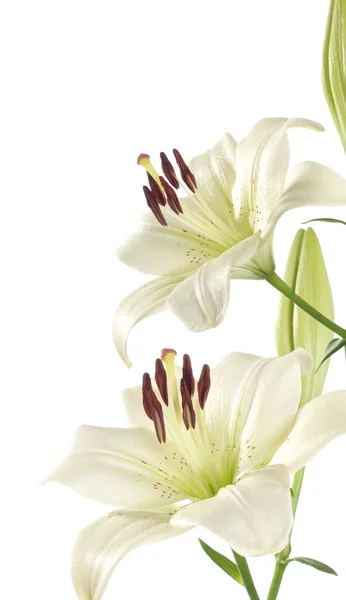 White lily — Stock Photo, Image