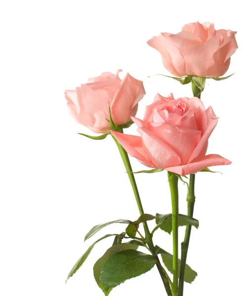 Три розовых розы — стоковое фото
