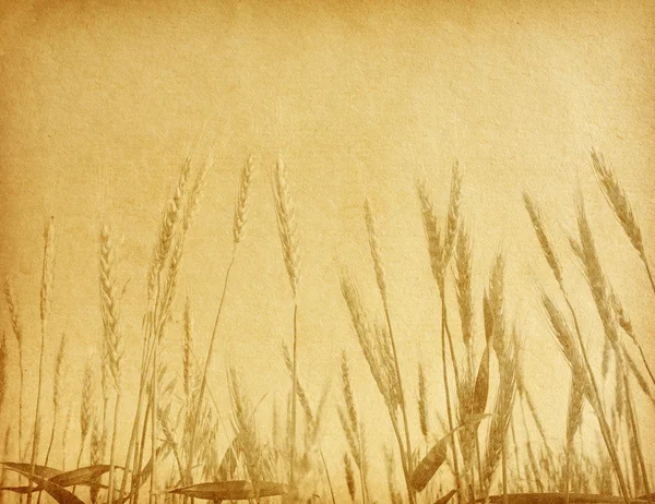Aged paper texture.Field of wheat — Stock Photo, Image