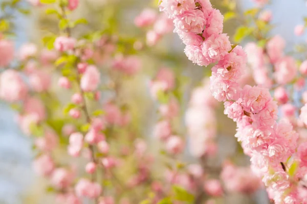 Větev s krásné růžové květy — Stock fotografie