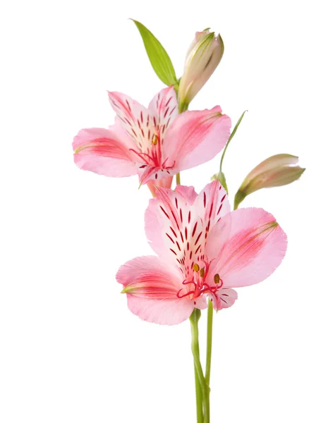 Två blommor alstroemeria — Stockfoto