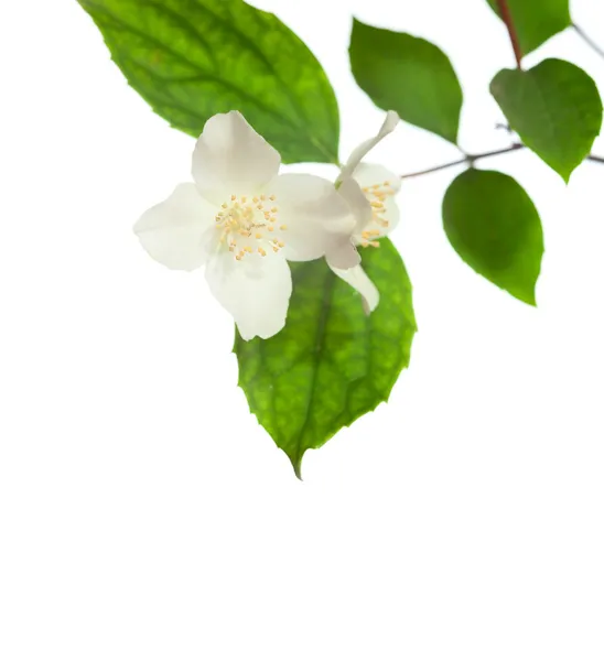 Jasmine Blossom — Stockfoto