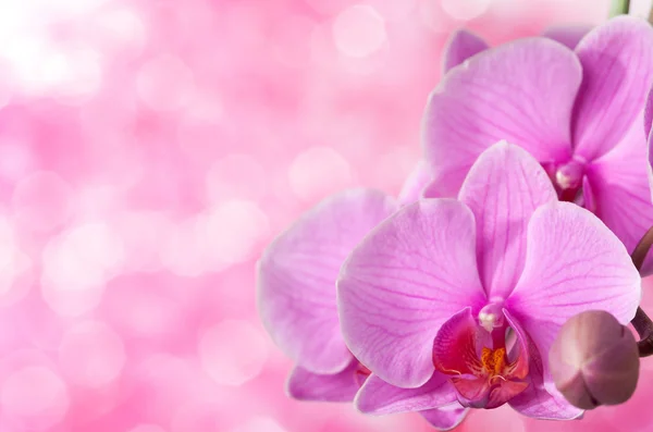 Orchidea rosa — Foto Stock