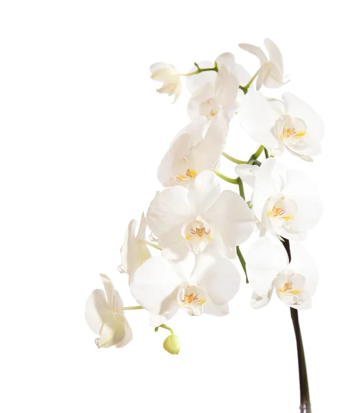 Fehér orchidea — Stock Fotó