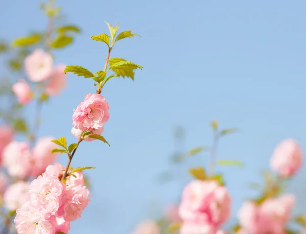 Větev s krásné růžové květy — Stock fotografie