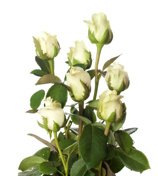 Ramo de rosas pálidas —  Fotos de Stock