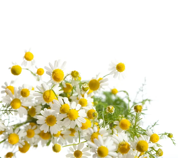 Daisy flowers — Stock Photo, Image