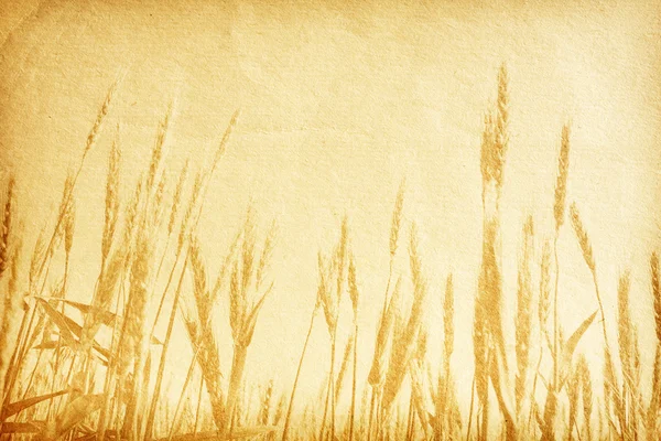 Vintage paper textures. field of wheat. — Stock Photo, Image