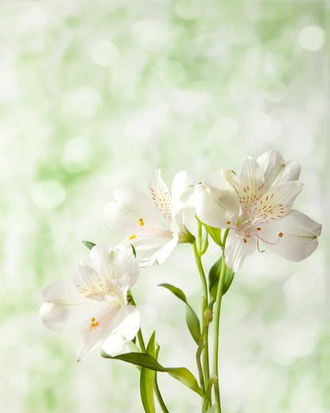 Alstroemeria çiçek — Stok fotoğraf