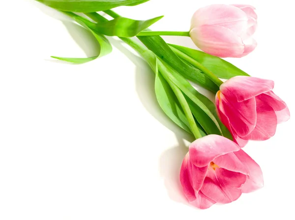 Three  pink tulips — Stock Photo, Image
