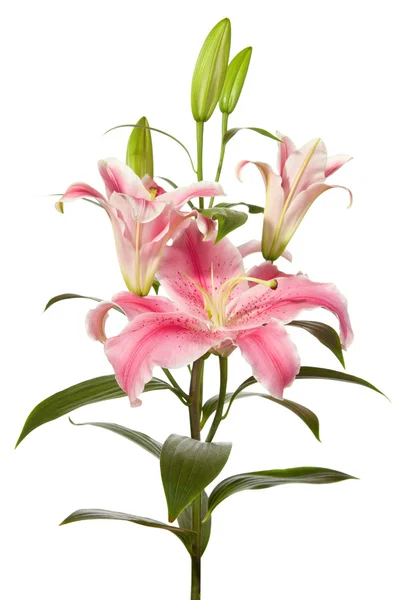 Pink lilies — Stock Photo, Image