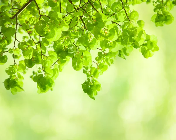 Verse bladeren van tilia — Stockfoto