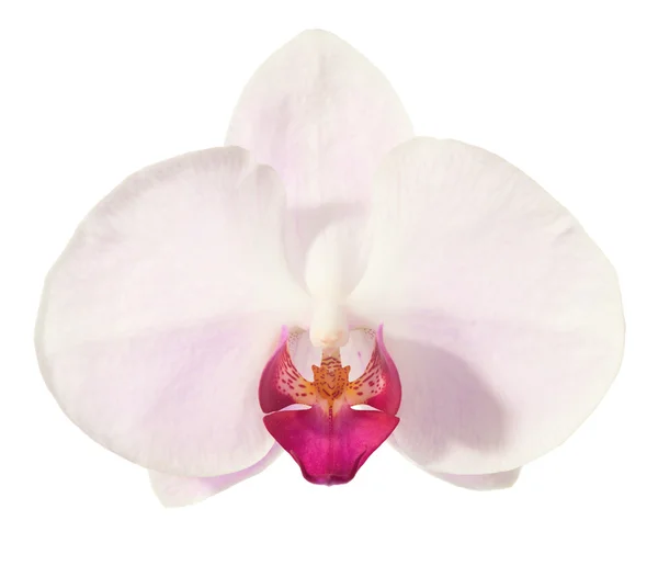 Rosa Orchideenblume — Stockfoto