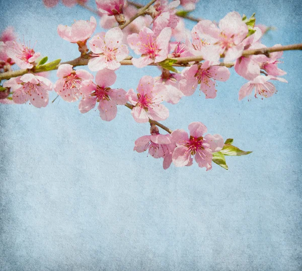 Papier z brzoskwiniowy kwiat — Zdjęcie stockowe