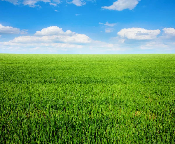 Gräsfält och blå himmel Stockbild