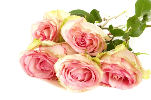 Pink roses Royalty Free Stock Photos