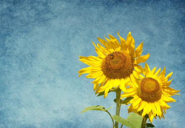 Twee zonnebloemen tegen de blauwe hemel. — Stockfoto