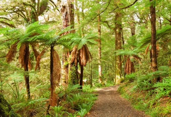 Temperate rain forest with Fern trees — Stock Photo, Image