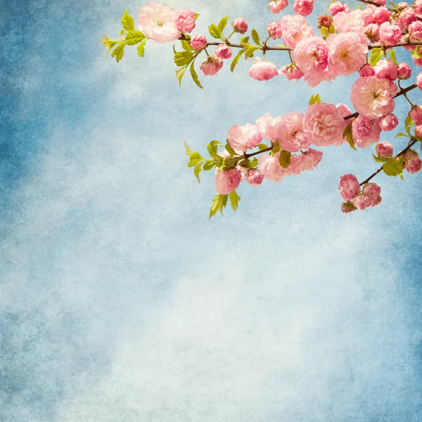 Grenar med vackra rosa blommor mot den blå himlen. — Stockfoto