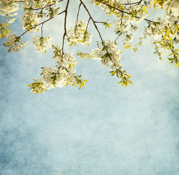 Paper background with sweet cherry blossom. — Stock Photo, Image