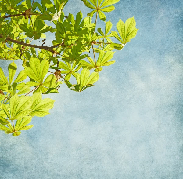 Frische Rosskastanienzweige am blauen Himmel. — Stockfoto