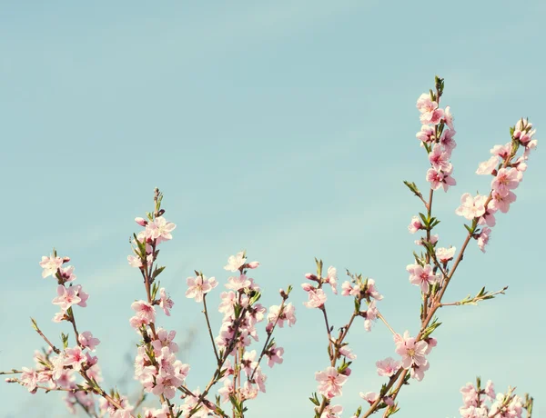 Větve s krásné růžové květy — Stock fotografie
