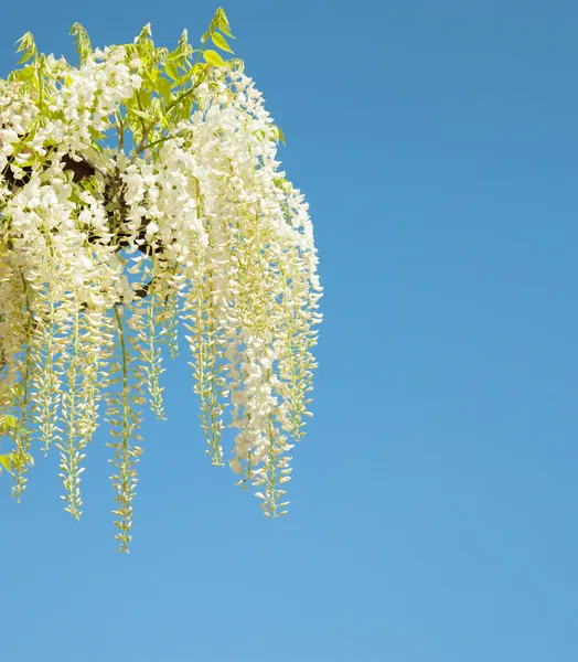 Witte blauweregen tegen blauwe hemel — Stockfoto