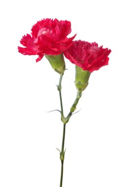 Two carnations clipart