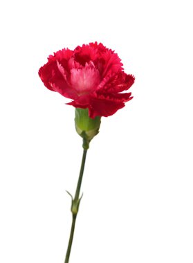 Carnation flower clipart