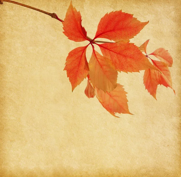 Old paper with branch of orange  autumn leaves. — Stock Photo, Image