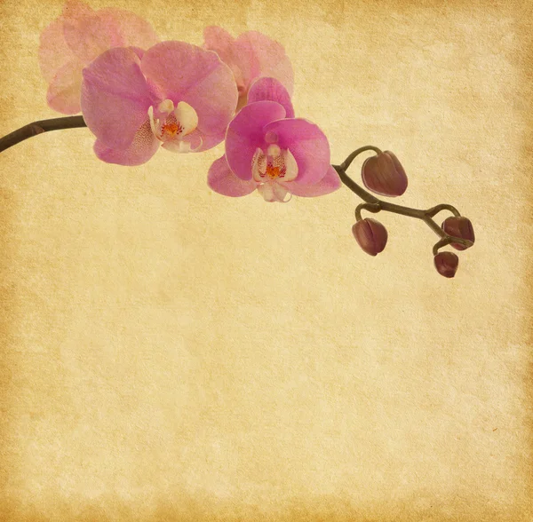 Oud papier met orchidee — Stockfoto