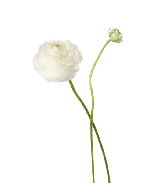 Ranunculus isolé sur blanc . — Photo