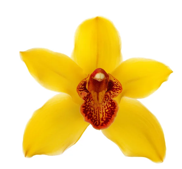 Szczelnie-do góry piękny żółty kwiat orchidei — Zdjęcie stockowe