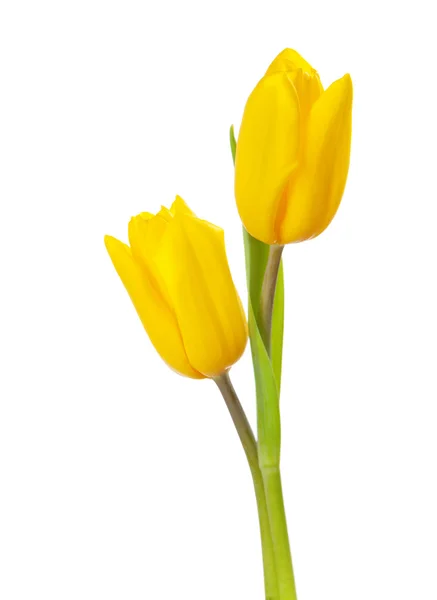 两个黄色郁金香 — 图库照片