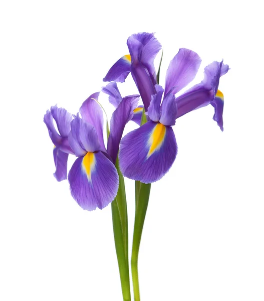 Dos iris — Foto de Stock