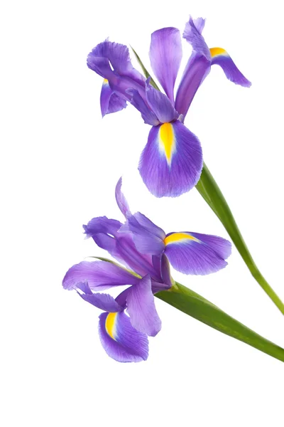 Deux Iris — Photo