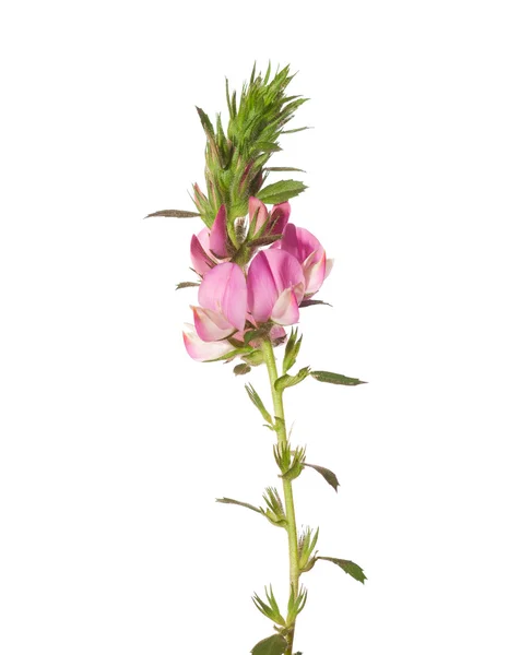 Pink flower isolated on white. — Stock Photo, Image